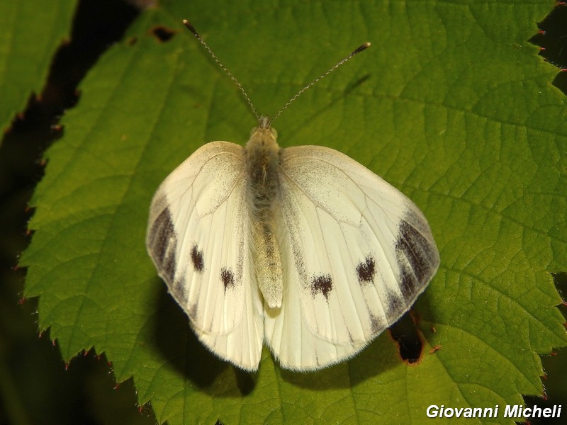 Pieris napi